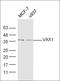 Ventral Anterior Homeobox 1 antibody, orb158705, Biorbyt, Western Blot image 