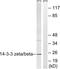 14-3-3 beta antibody, LS-C291229, Lifespan Biosciences, Western Blot image 