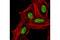 Histone H3 antibody, 4658S, Cell Signaling Technology, Immunofluorescence image 
