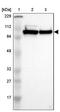 Minichromosome Maintenance Complex Component 3 antibody, PA5-52104, Invitrogen Antibodies, Western Blot image 