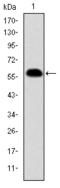 Prohibitin antibody, AM06675SU-N, Origene, Western Blot image 