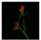 Amyloid Beta Precursor Protein antibody, AP33337PU-N, Origene, Immunofluorescence image 