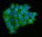 hUpf2 antibody, A03627-2, Boster Biological Technology, Immunofluorescence image 