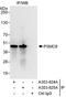 Proteasome 26S Subunit, ATPase 6 antibody, A303-824A, Bethyl Labs, Immunoprecipitation image 