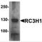 Ring Finger And CCCH-Type Domains 1 antibody, MBS153347, MyBioSource, Western Blot image 