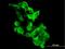 Probable G-protein coupled receptor 34 antibody, H00002857-B01P, Novus Biologicals, Immunofluorescence image 