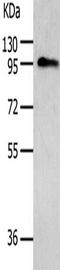 A-Kinase Anchoring Protein 8 antibody, CSB-PA943275, Cusabio, Western Blot image 