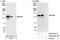 DDB1- and CUL4-associated factor 6 antibody, A302-435A, Bethyl Labs, Immunoprecipitation image 