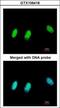 Chromobox 1 antibody, GTX106418, GeneTex, Immunofluorescence image 