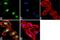 TBC1 Domain Family Member 4 antibody, 710105, Invitrogen Antibodies, Immunofluorescence image 