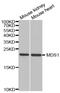 MDS1 And EVI1 Complex Locus antibody, abx004339, Abbexa, Western Blot image 