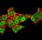 Tumor Protein P63 antibody, GTX02728, GeneTex, Immunofluorescence image 