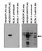 mRNA export factor ICP27 homolog antibody, orb345632, Biorbyt, Western Blot image 