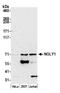 N-Glycanase 1 antibody, A305-547A, Bethyl Labs, Western Blot image 