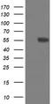 Formimidoyltransferase-cyclodeaminase antibody, CF505005, Origene, Western Blot image 