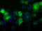 UPF0663 transmembrane protein C17orf28 antibody, TA501403, Origene, Immunofluorescence image 