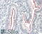 PR/SET Domain 9 antibody, 43-367, ProSci, Western Blot image 