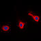 CD9 Molecule antibody, LS-C354601, Lifespan Biosciences, Immunofluorescence image 