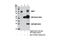 BRCA1 Associated Protein 1 antibody, 13271S, Cell Signaling Technology, Immunoprecipitation image 