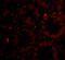 Protein-tyrosine kinase 7 antibody, 4297, ProSci, Immunofluorescence image 