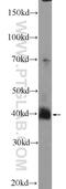 ELAV Like RNA Binding Protein 4 antibody, 24992-1-AP, Proteintech Group, Western Blot image 
