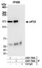 Protein KIAA0664 antibody, A301-764A, Bethyl Labs, Immunoprecipitation image 