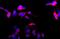 Tubulin Beta 3 Class III antibody, NB120-11314, Novus Biologicals, Immunofluorescence image 