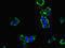 Hippocalcin-like protein 1 antibody, LS-C376680, Lifespan Biosciences, Immunofluorescence image 