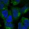 Zinc Finger Protein 135 antibody, PA5-52368, Invitrogen Antibodies, Immunofluorescence image 