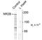 Glutamate Ionotropic Receptor NMDA Type Subunit 2B antibody, TA309194, Origene, Western Blot image 