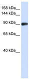 RAD54 Homolog B antibody, TA341583, Origene, Western Blot image 