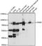Delta/Notch Like EGF Repeat Containing antibody, A15551, ABclonal Technology, Western Blot image 