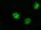 Lysyl Oxidase antibody, TA500869, Origene, Immunofluorescence image 