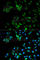 Enolase 1 antibody, A1033, ABclonal Technology, Immunofluorescence image 