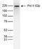 RNA Polymerase II antibody, NBP2-59215, Novus Biologicals, Western Blot image 