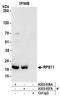Ribosomal Protein S11 antibody, A303-936A, Bethyl Labs, Immunoprecipitation image 