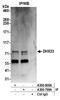 Putative ATP-dependent RNA helicase DHX33 antibody, A300-799A, Bethyl Labs, Immunoprecipitation image 
