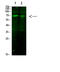 CD22 Molecule antibody, STJ98841, St John
