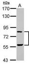 ETS2 Repressor Factor antibody, PA5-30237, Invitrogen Antibodies, Western Blot image 