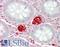 F2 antibody, LS-B11759, Lifespan Biosciences, Immunohistochemistry paraffin image 