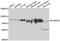 Engulfment And Cell Motility 3 antibody, abx006909, Abbexa, Western Blot image 