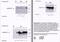 EPH Receptor B1 antibody, MBS396102, MyBioSource, Western Blot image 