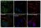 SRC-1 antibody, 44-660A1, Invitrogen Antibodies, Immunofluorescence image 