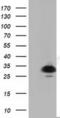 Pyrroline-5-Carboxylate Reductase 2 antibody, MA5-25281, Invitrogen Antibodies, Western Blot image 