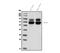 Potassium voltage-gated channel subfamily A member 1 antibody, A01813-1, Boster Biological Technology, Western Blot image 