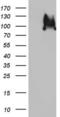 Cell Division Cycle Associated 7 Like antibody, LS-C798163, Lifespan Biosciences, Western Blot image 