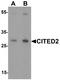 Cbp/p300-interacting transactivator 2 antibody, orb137370, Biorbyt, Western Blot image 