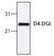 Rho GDP Dissociation Inhibitor Beta antibody, GTX59719, GeneTex, Western Blot image 