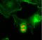 Histone H3 antibody, NBP2-61546, Novus Biologicals, Immunofluorescence image 