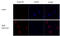Influenza virus antibody, GTX128538, GeneTex, Immunofluorescence image 